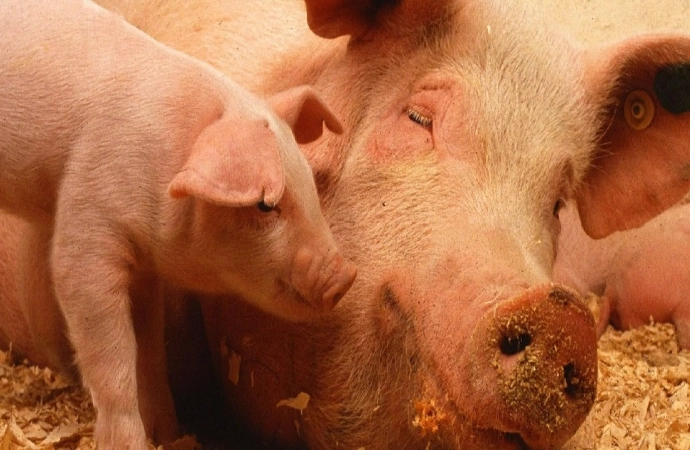 {Inspekcja weterynaryjna poinformowała o kolejnym przypadku afrykańskiego pomoru świń w hodowli w regionie.}